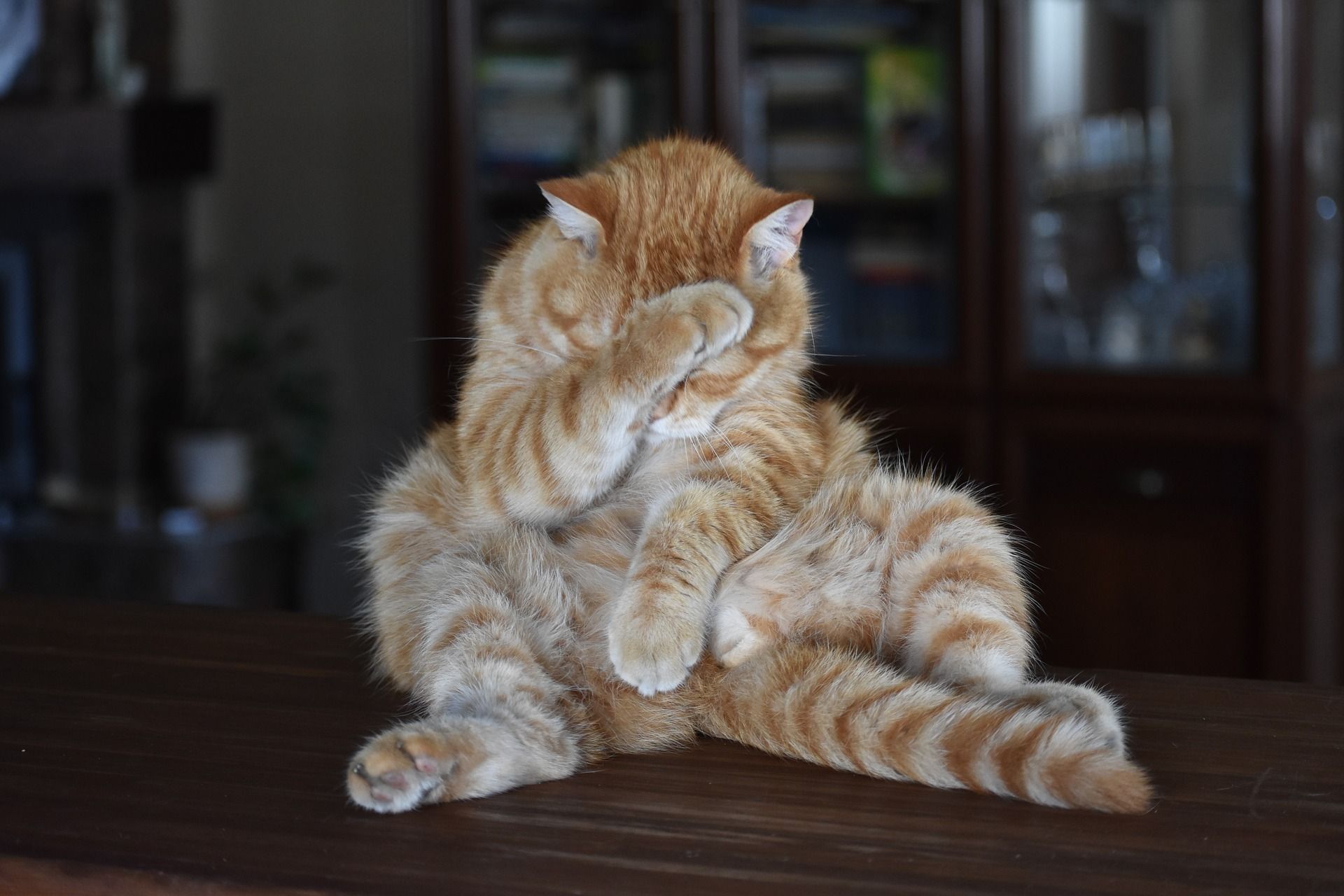 cat-3602557_1920